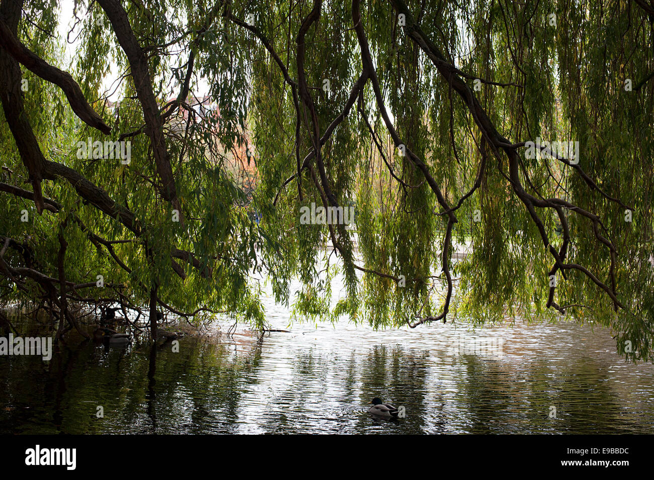 Wonderful scene of beautiful willow trees overhanging the lake in Regents Park. Stock Photo