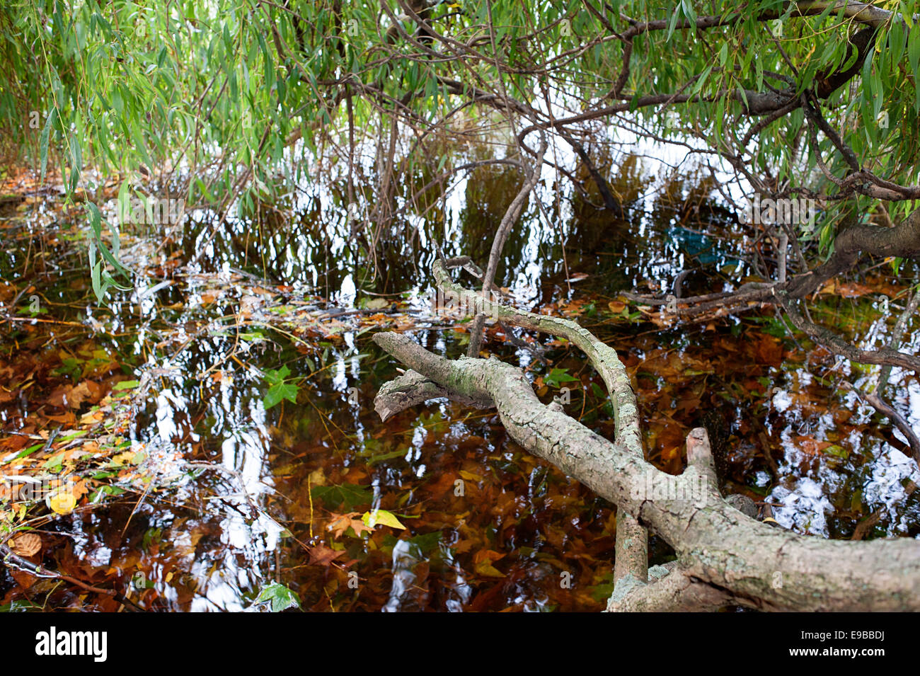 Tree branches hanging over water hi-res stock photography and images ...