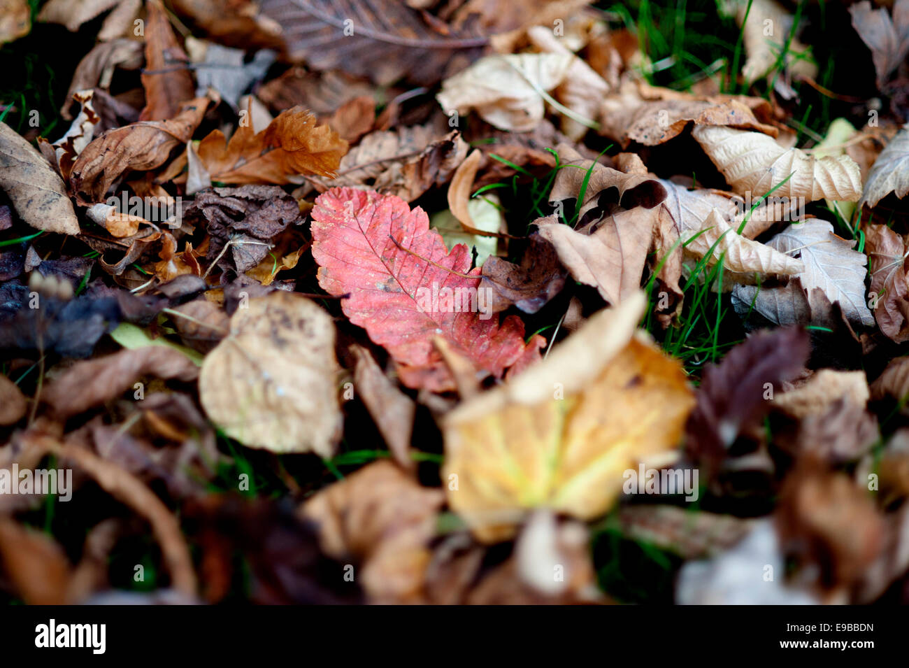 Dead Autumn leaves on the ground in Regents Park, London with one attention seeking red leaf in the middle. Stock Photo