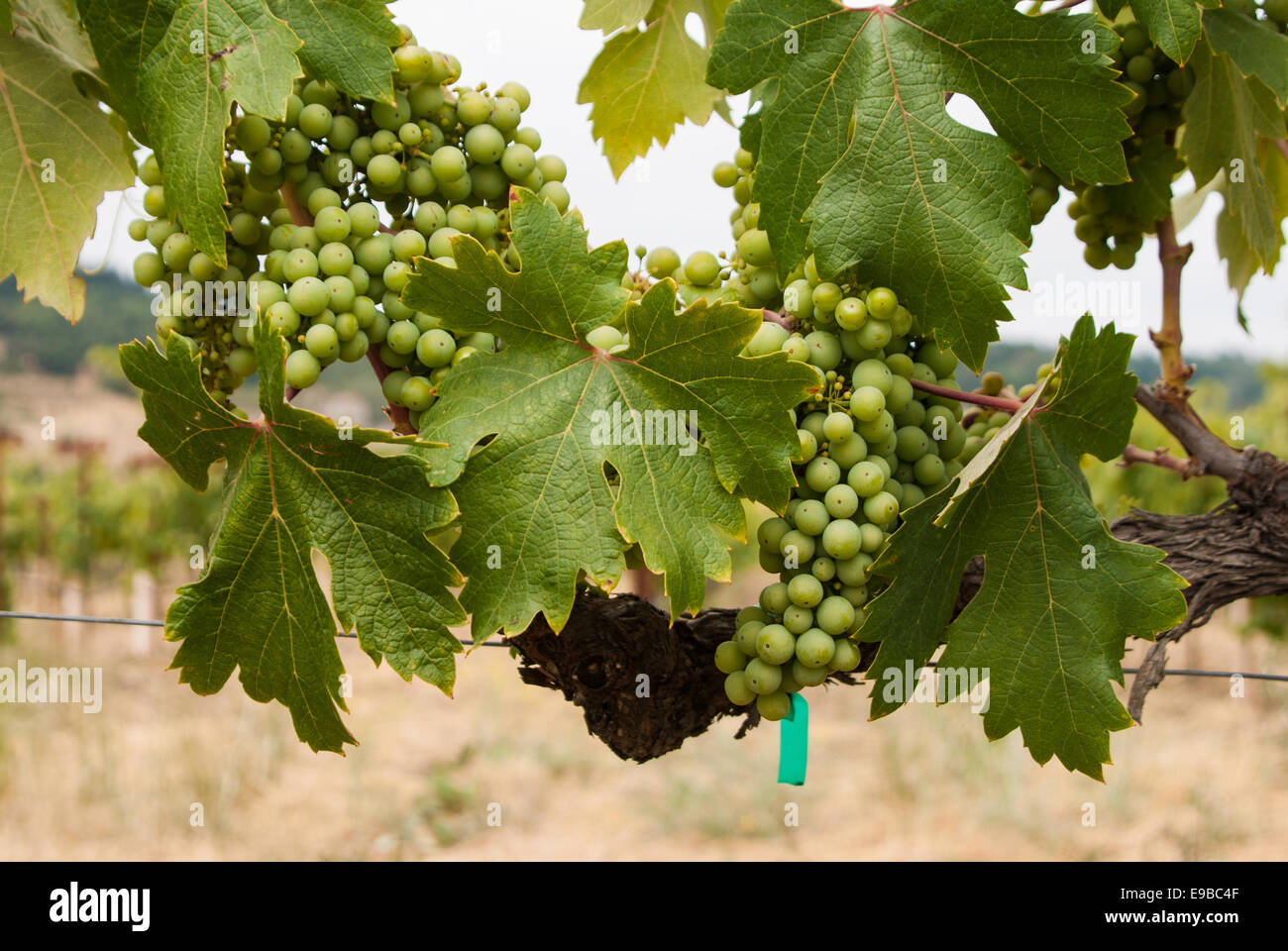 Green grapes on the vine on California coastal region Stock Photo