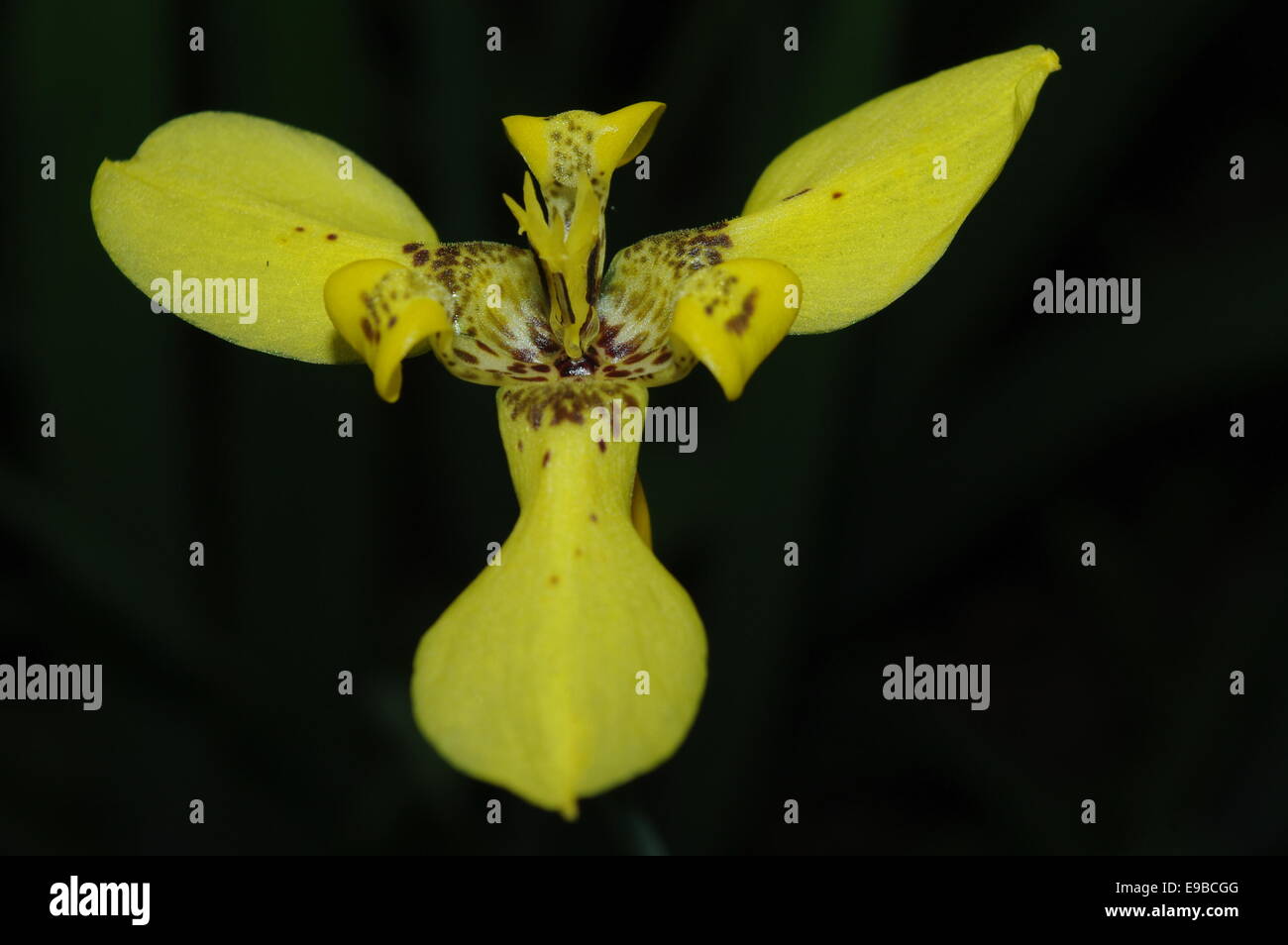 Beautiful exotic thai flower hi-res stock photography and images - Alamy