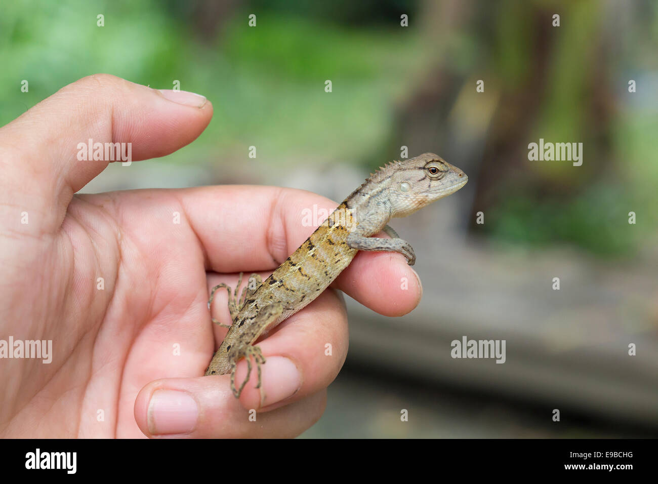 lizard in hand Stock Photo