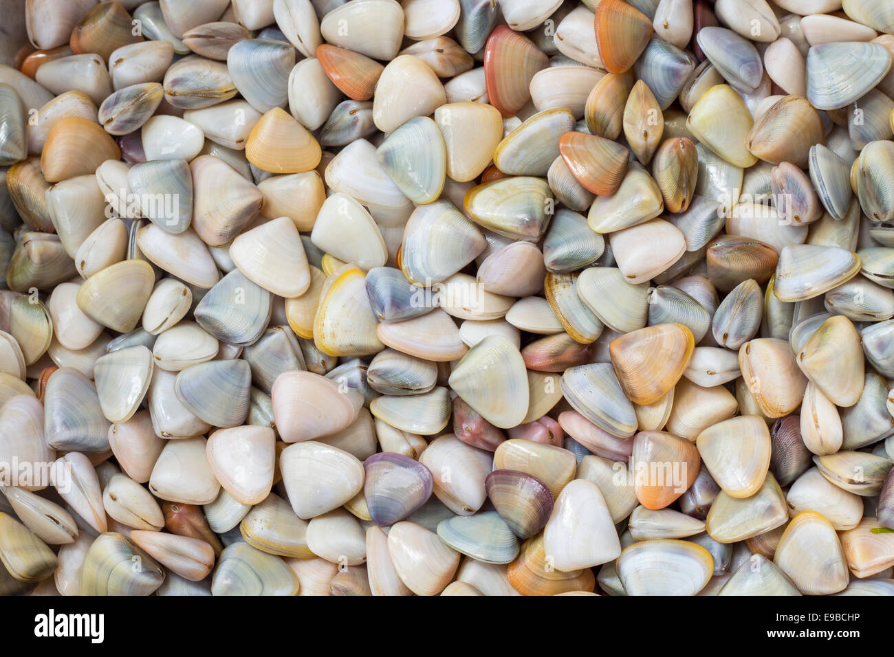 Many shells as background Stock Photo - Alamy