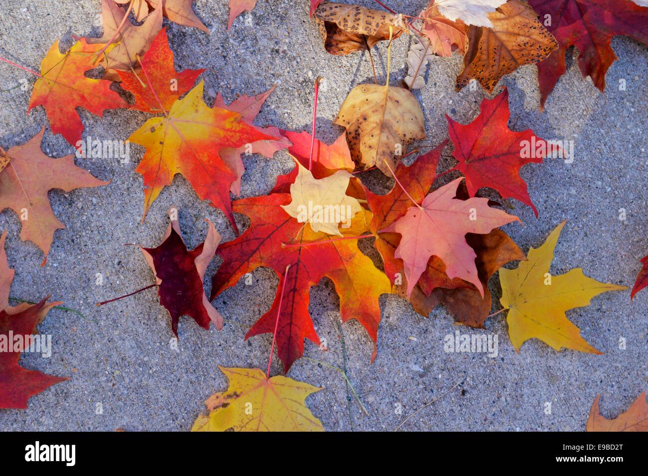 Fallen autumn maple and tulip tree leaves on concrete pavement. Stock Photo