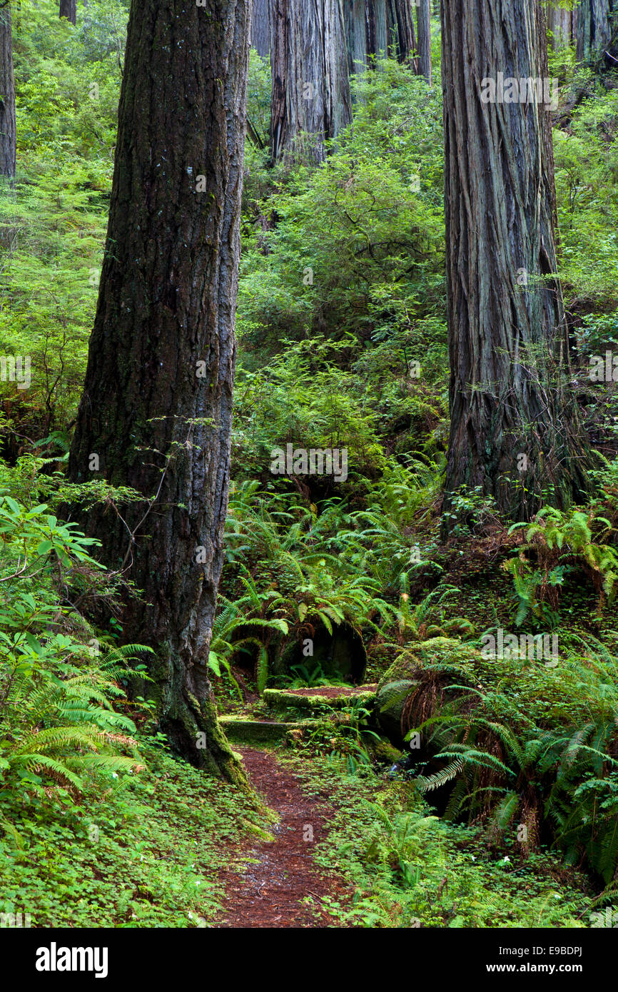 Redwood trees in Prairie Creek State Park, Redwood National Park, California. Stock Photo