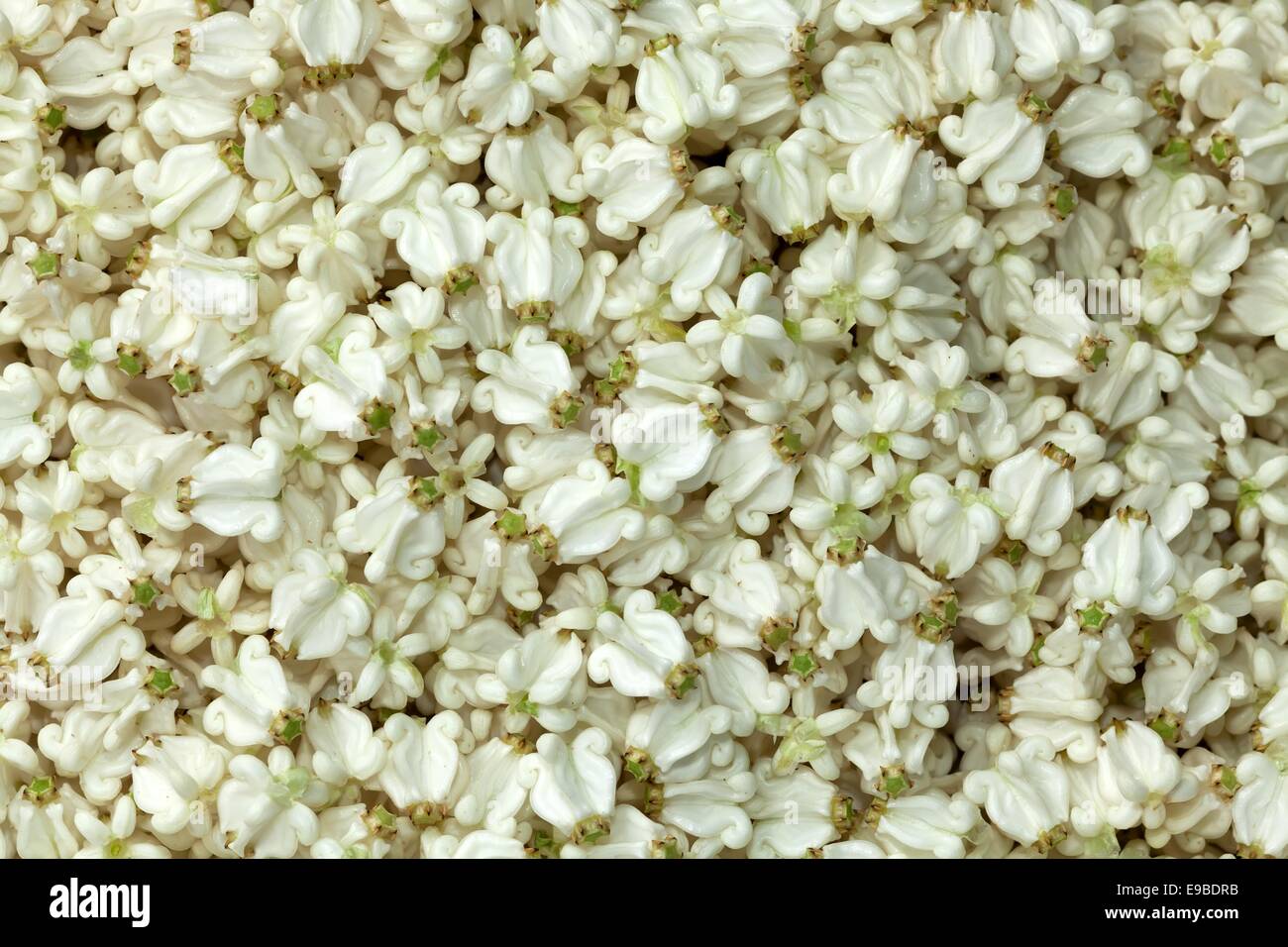 Festoon of flowers hires stock photography and images Alamy