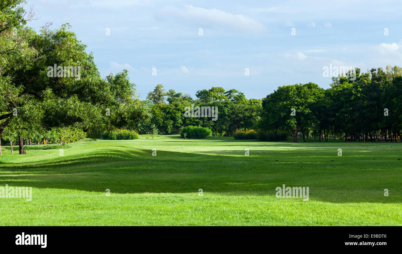 Summer tree park park lawn hi-res stock photography and images - Alamy