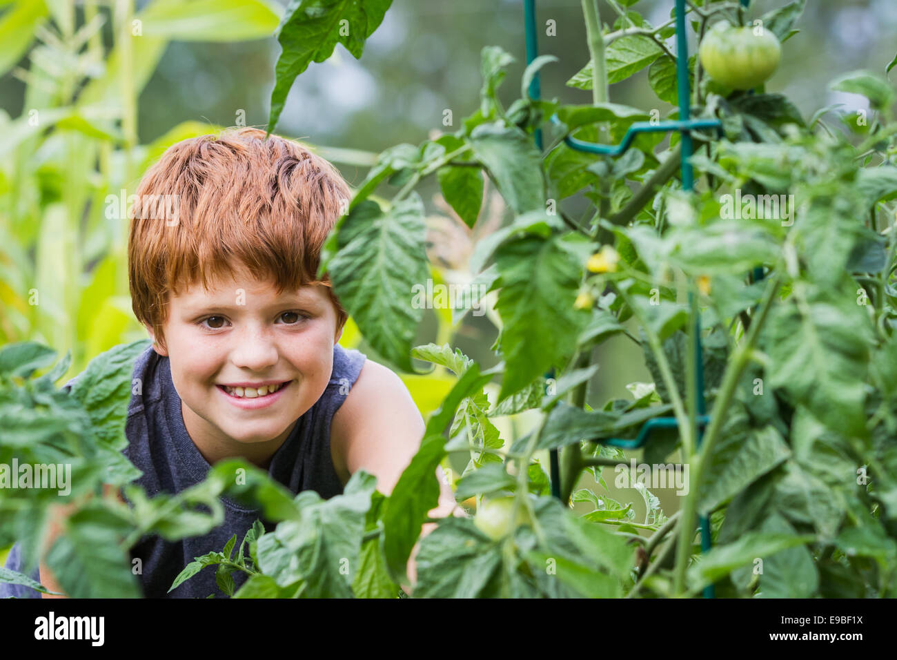 portrait of a young boy looking through tomato plants in his home ...