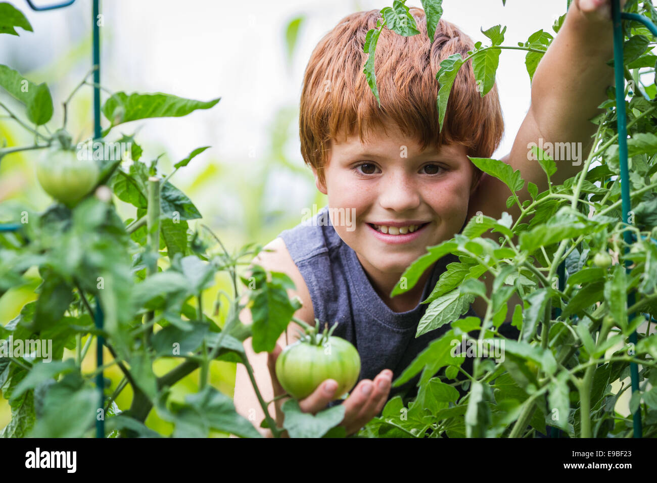 portrait of a young boy holding a home grown tomato in his home garden ...