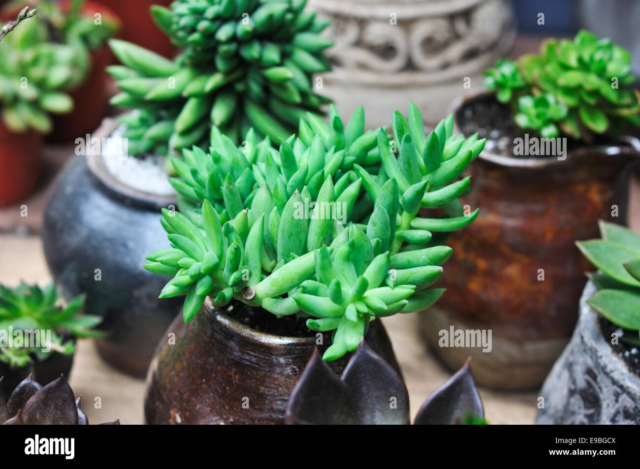 succulent,Sedum sediforme,crassulaceae Stock Photo