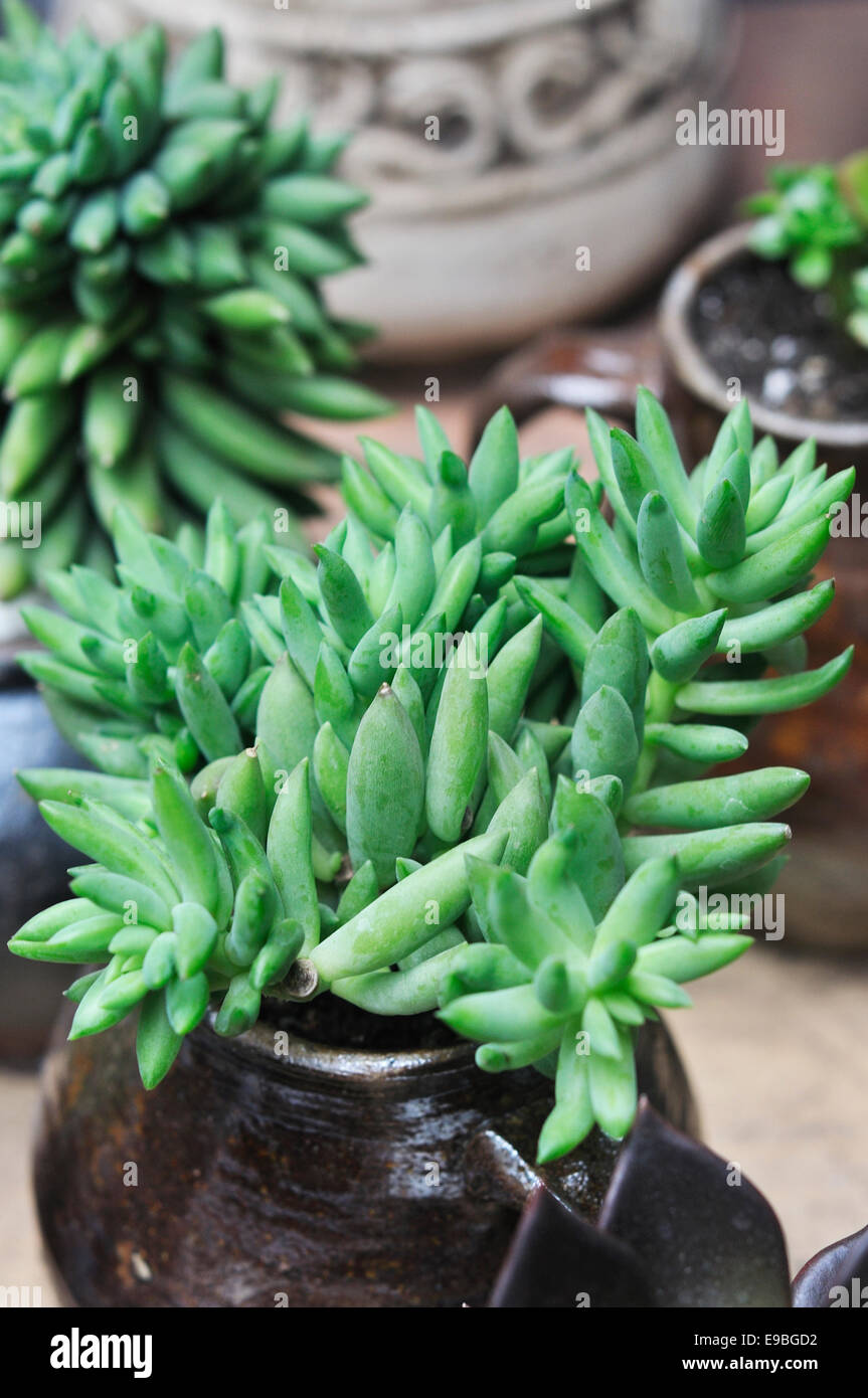 succulent,Sedum sediforme,crassulaceae Stock Photo