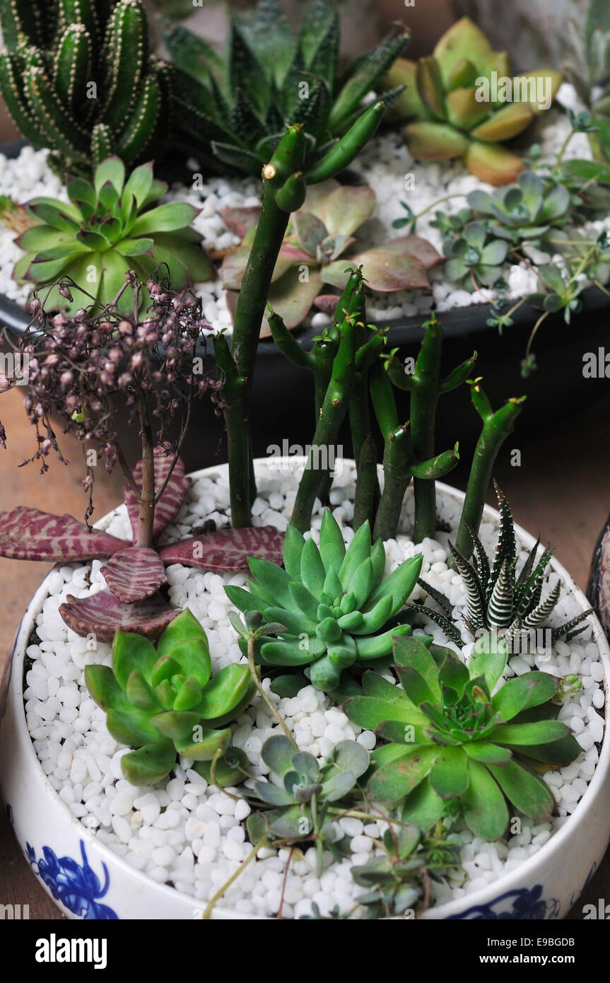 Succulent plants in flowerpot Stock Photo