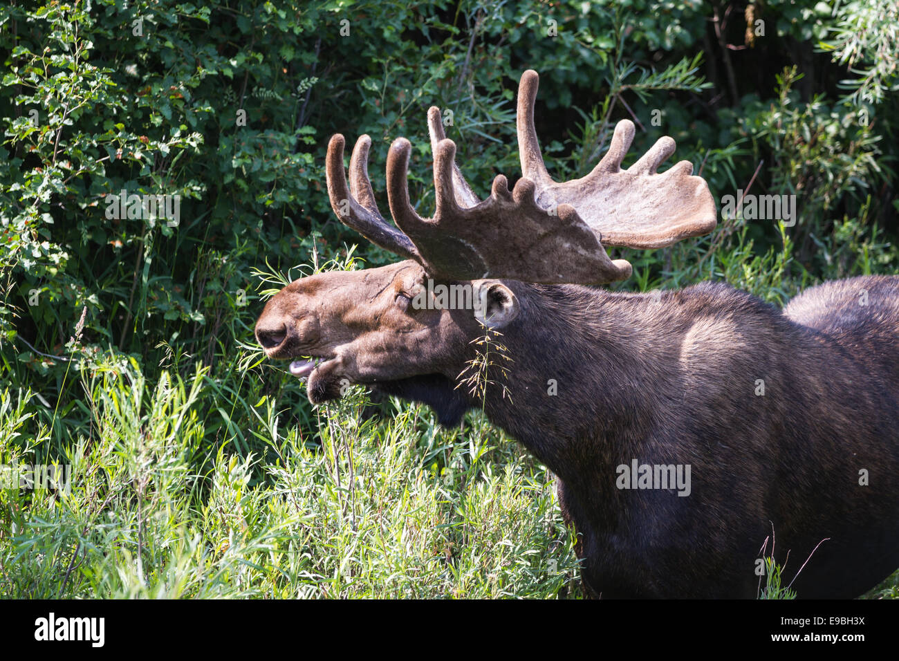 Moose eating plants hires stock photography and images Alamy