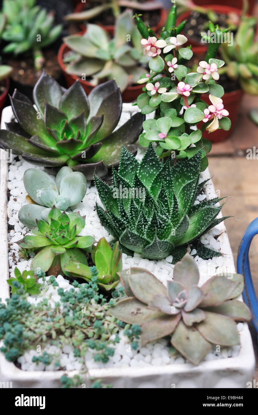 Succulent plants in flowerpot Stock Photo