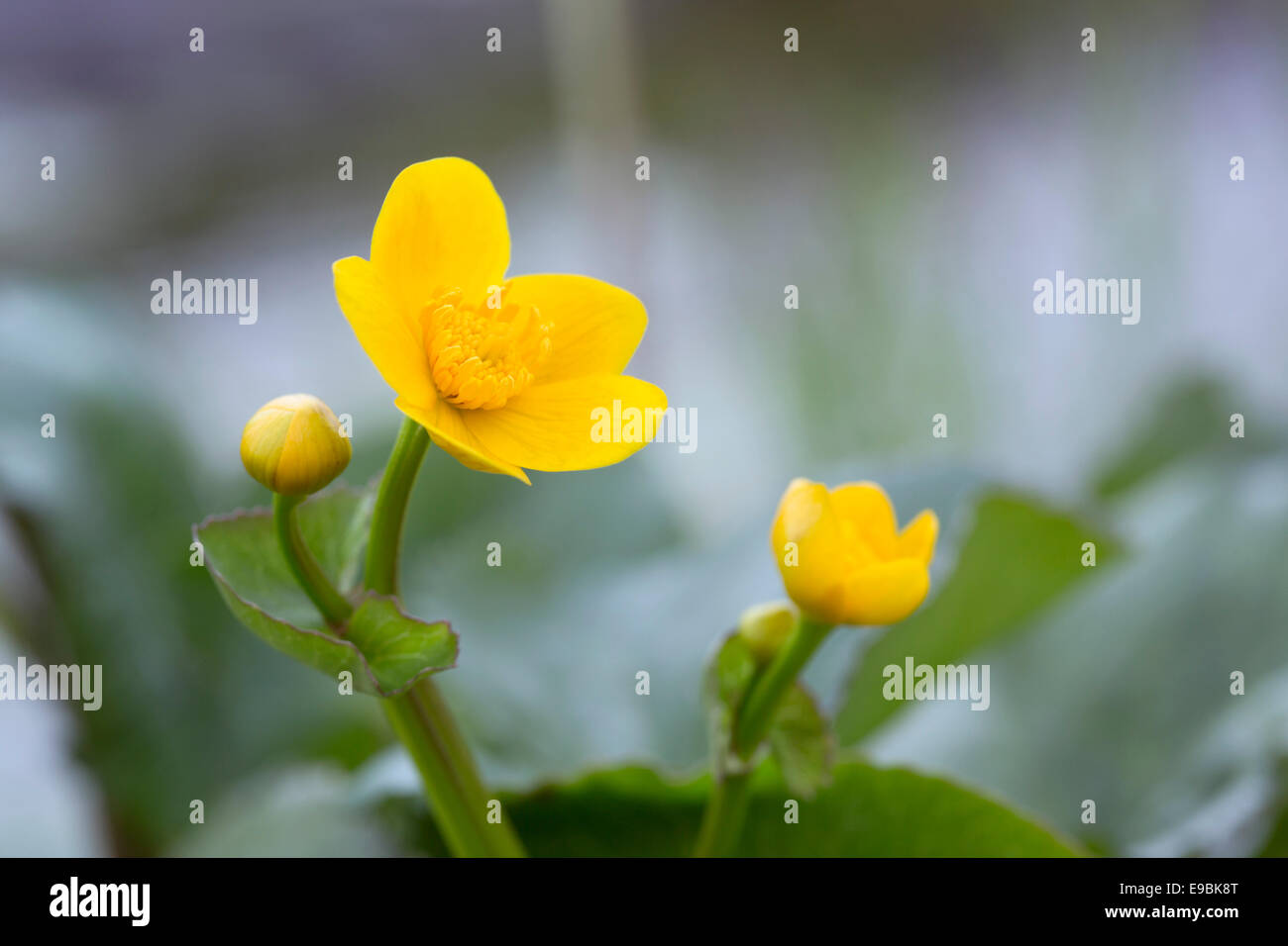 Marsh Marigold; Caltha palustris; Spring; UK Stock Photo