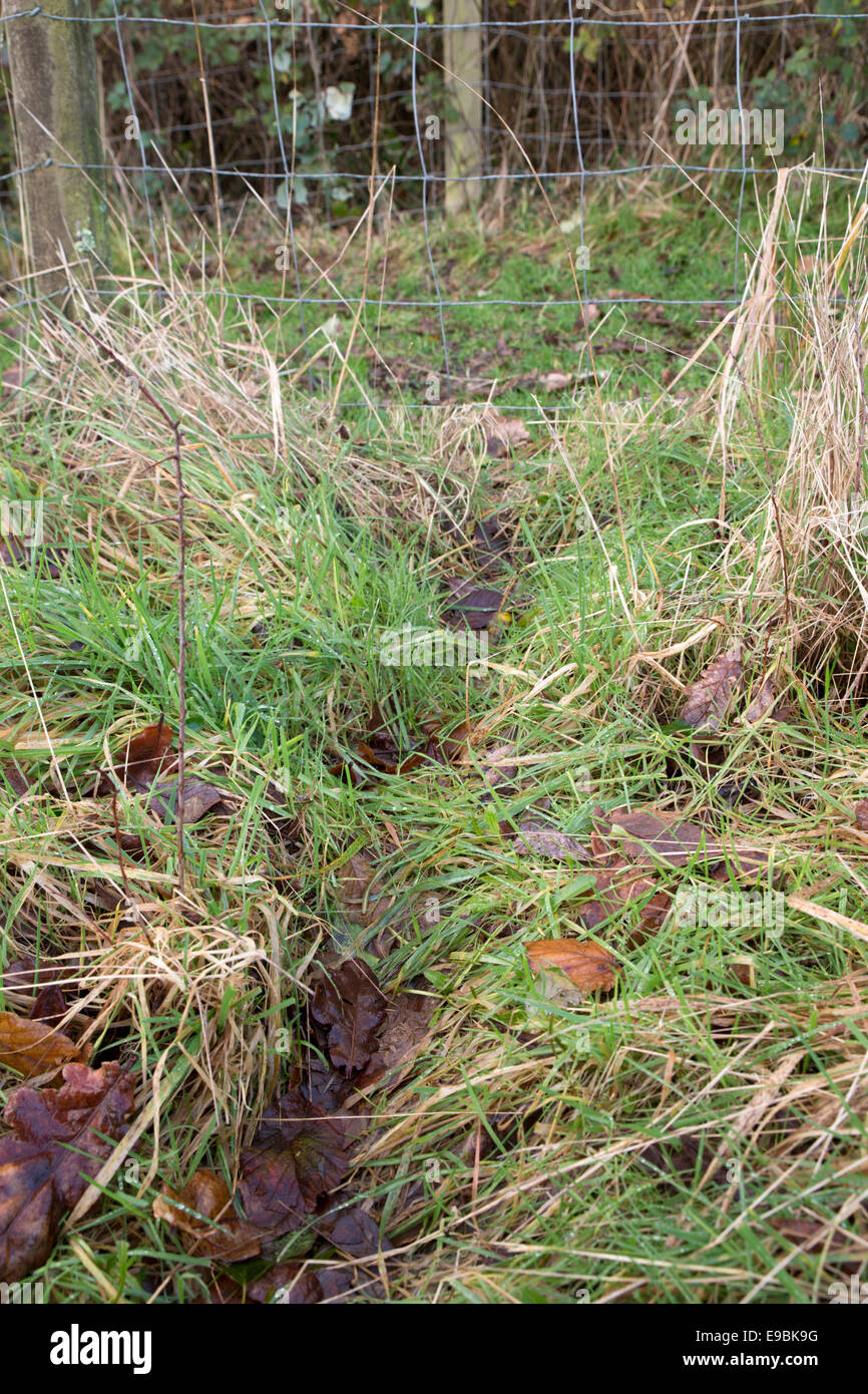 Rabbit Track; Oryctolagus cunniculus; UK Stock Photo - Alamy