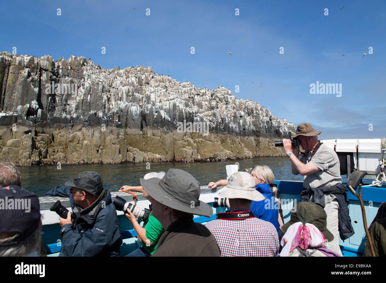 Seabirds; Inner Farne; Boat Trip; Northumberland; UK Stock Photo