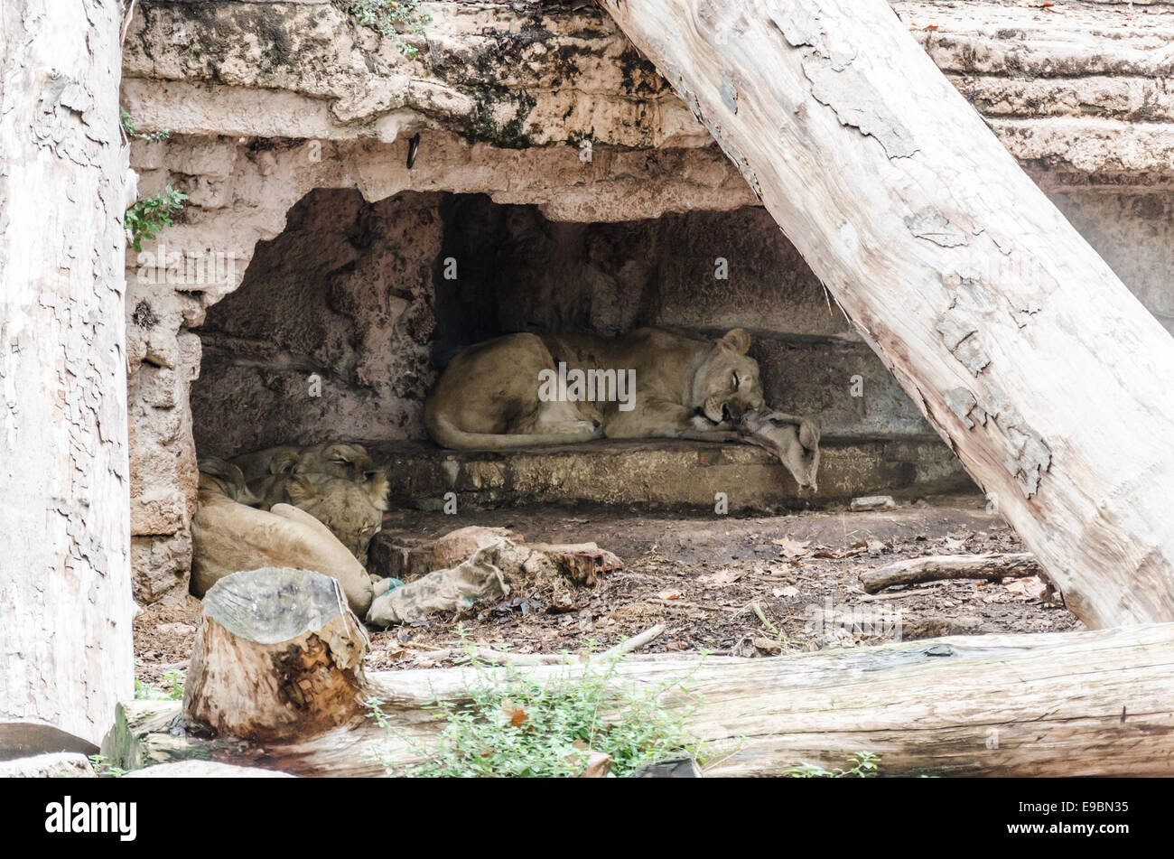 Lions sleeping under shelter in Barcelona zoo Stock Photo