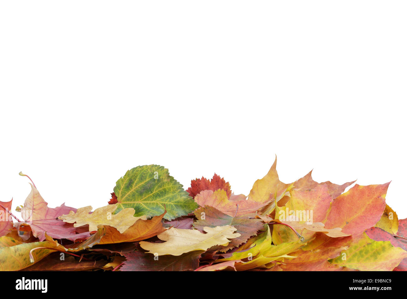 autumn leaves border, isolated on white background Stock Photo - Alamy