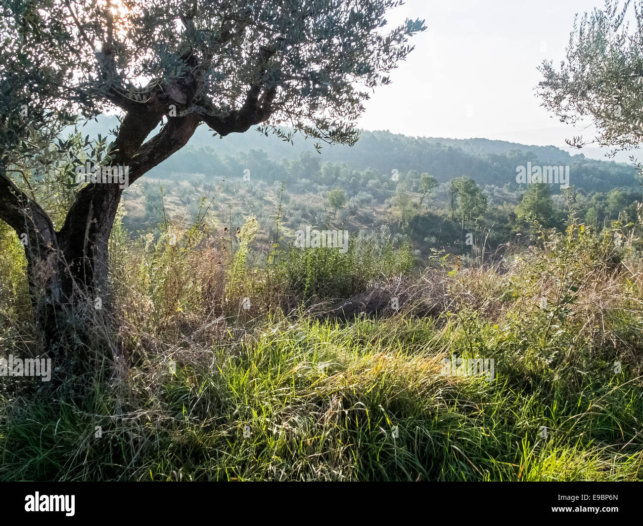 Olive Grove in Umbria, Italy Stock Photo