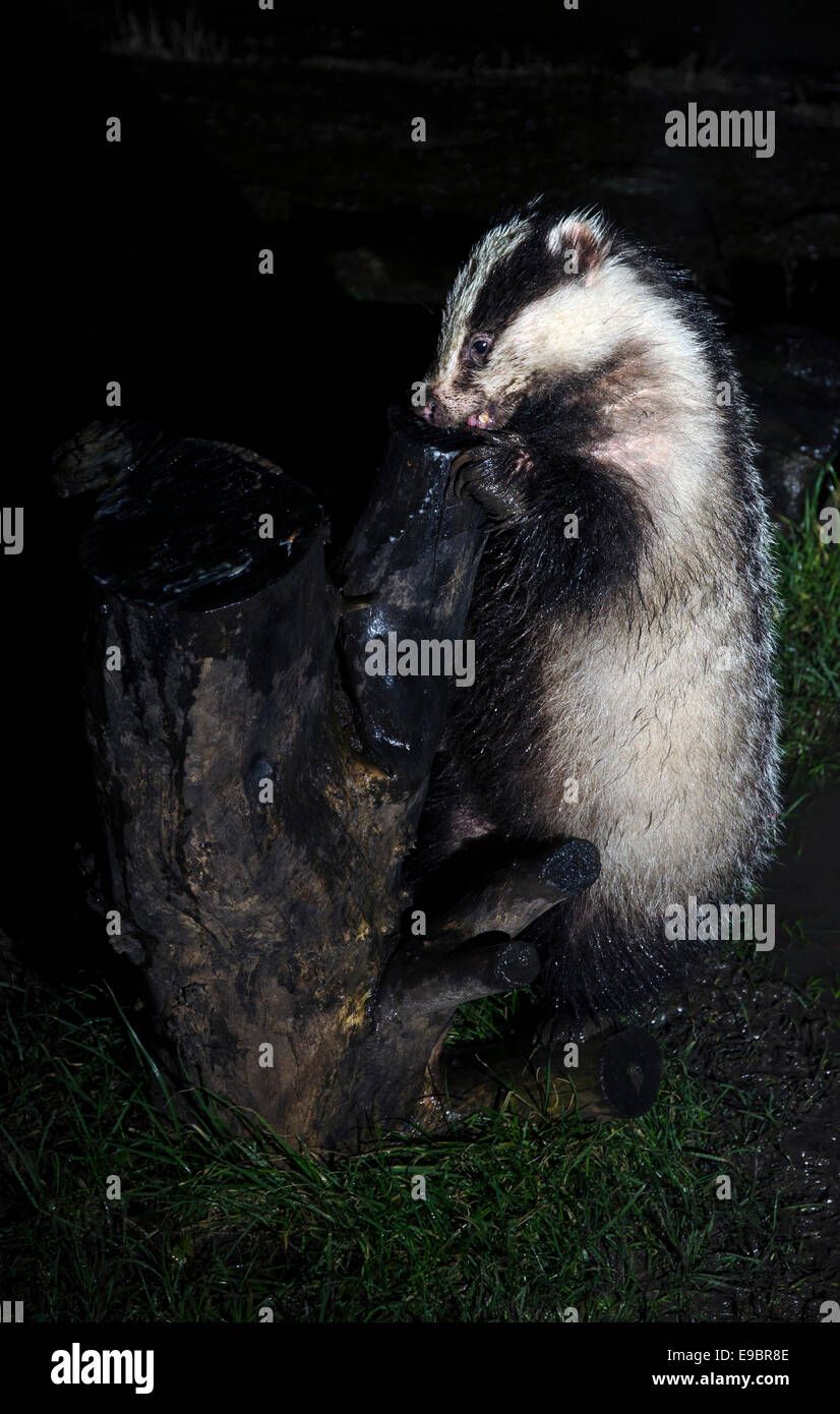 badger meles meles feeding eating solway firth scotland Stock Photo