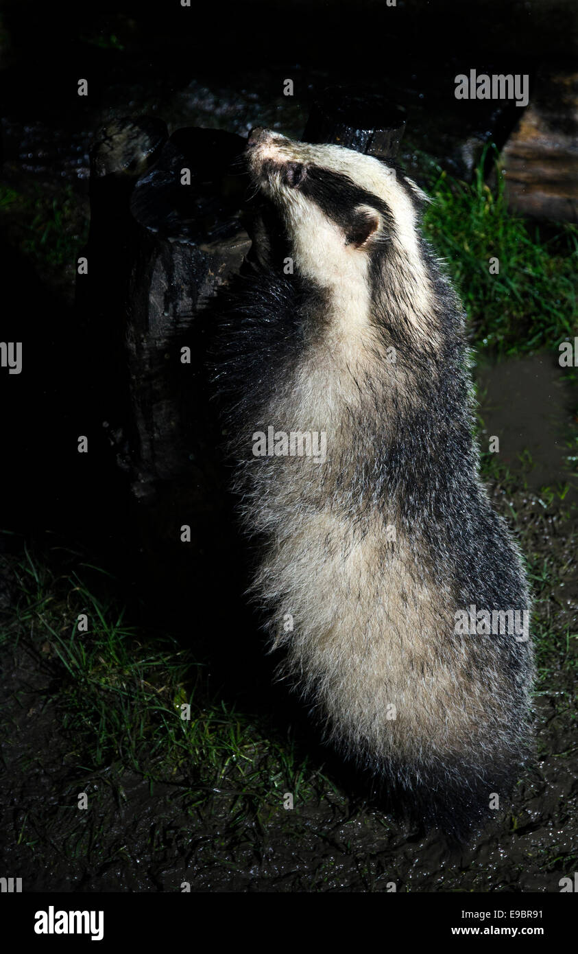 badger meles meles feeding eating solway firth scotland Stock Photo