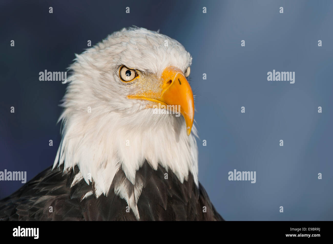 Close up portrait of a bald eagle Stock Photo