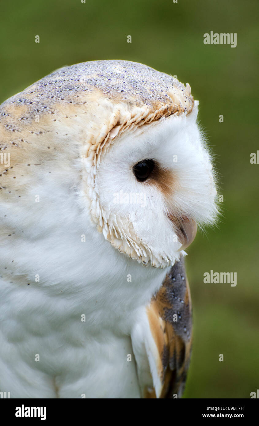 barn owl tyto alba head face close up captive scotland highlands Stock Photo