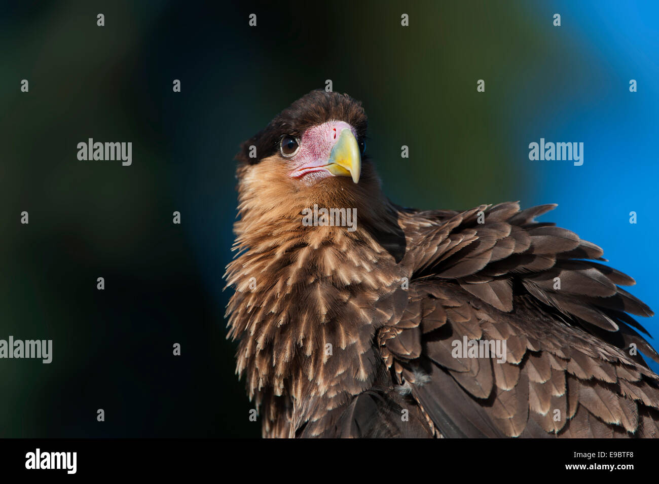 Close up portrait of a southern crested caracara Stock Photo