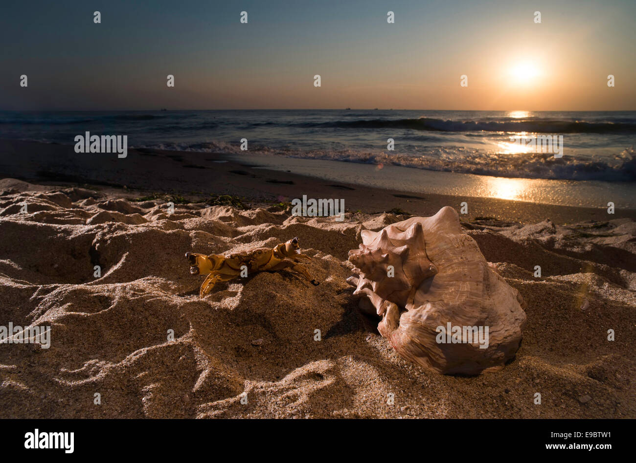 Sunrise sea shells hi-res stock photography and images - Alamy
