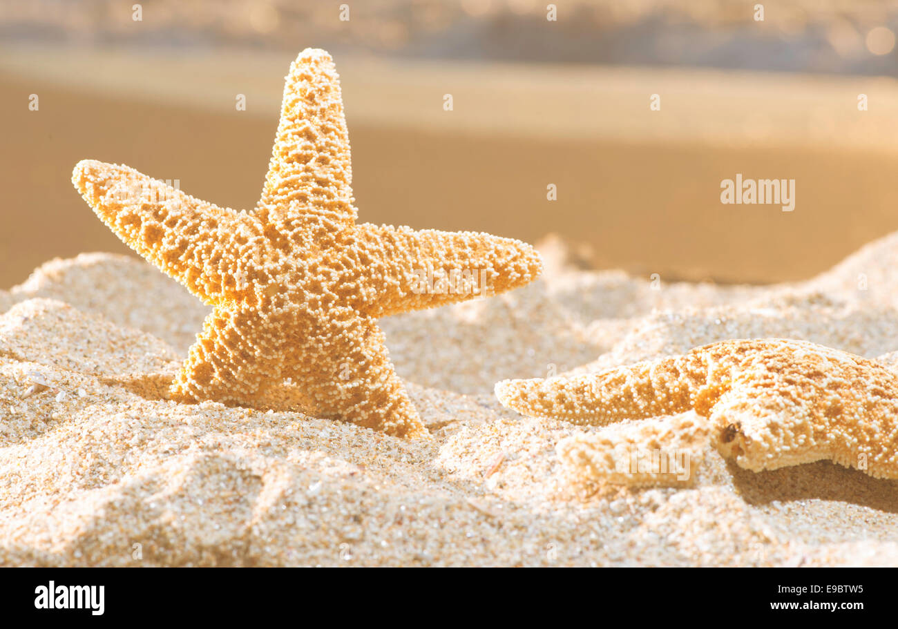 Sunrise on the beach. Starfish Stock Photo