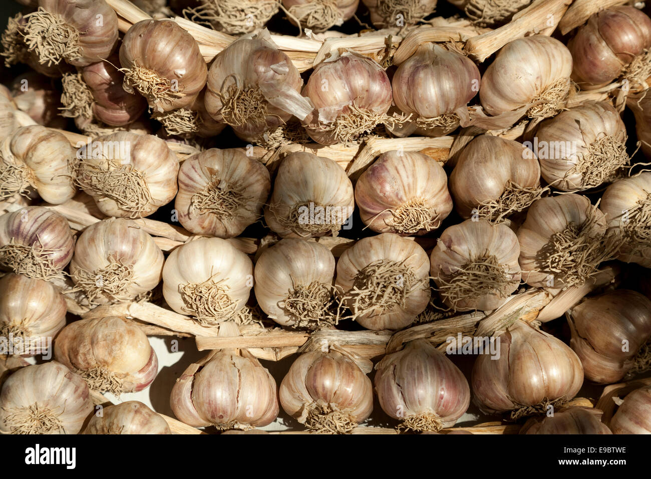 Polish garlic braided in a braid Stock Photo
