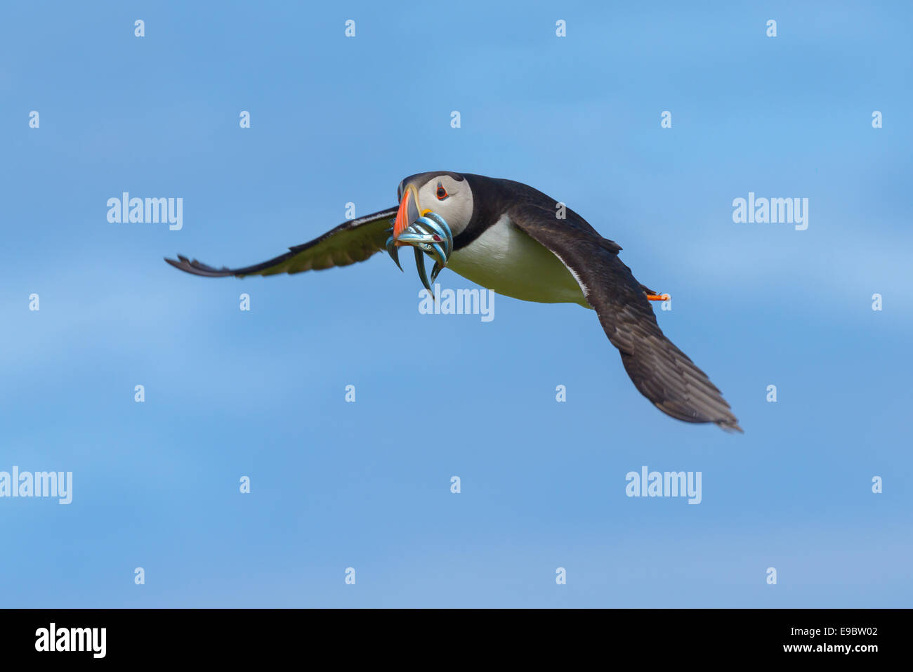 Atlantic Puffin (Fratercula arctica) flying with a beakful of sand-eels, its normal natural diet. British birdlife. Stock Photo
