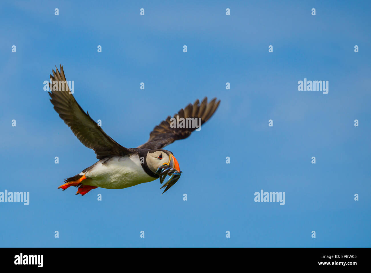 Atlantic Puffin flies overhead having caught sandeels in its beak. European wildlife; a British bird. Stock Photo