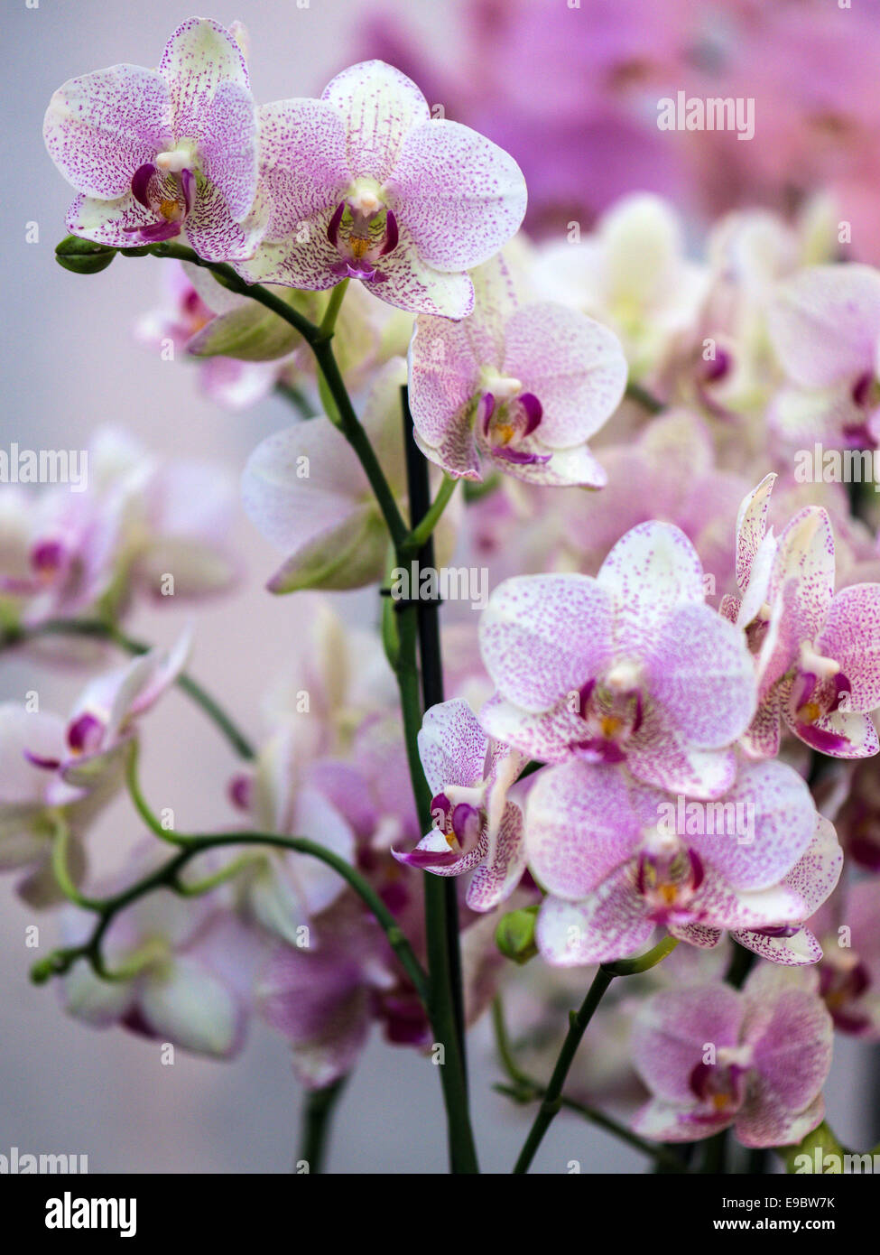 Orchid white with speckled mauve petals, column, throat and lip. Stock Photo