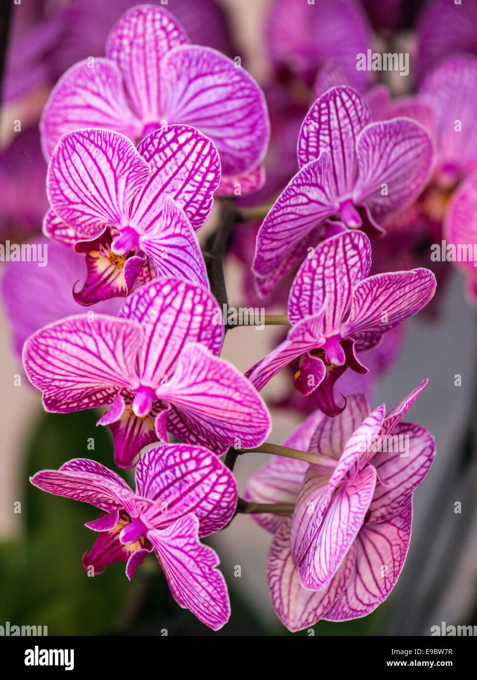 Orchid vivid mauve with striped white petals, pink column, throat and lip. Stock Photo