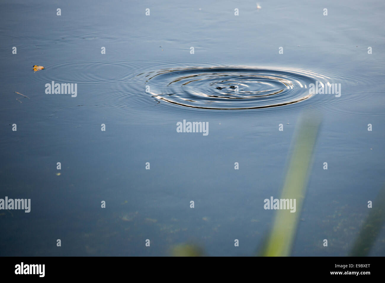 Ripples in water from casting fly fisherman, River Test, Hampshire, England Stock Photo