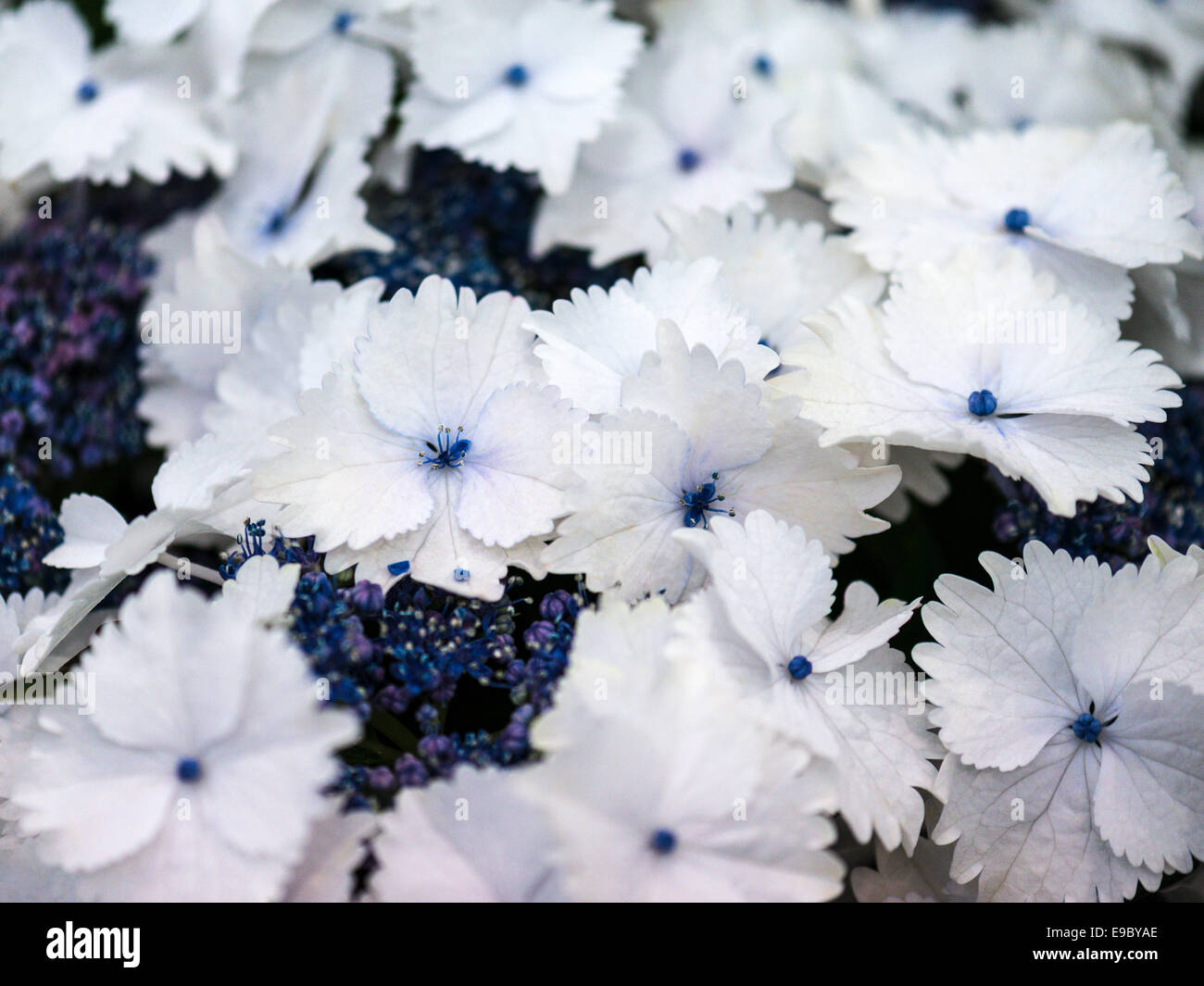 Stunning Mixed display, white Streptocarpus with blue carpel and mixed blue varietal. Stock Photo