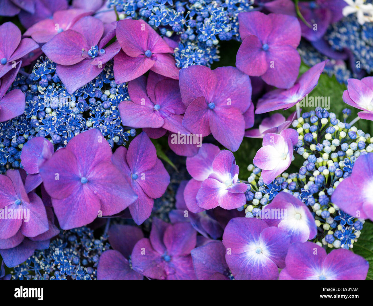 Stunning Mixed display, purple Streptocarpus with mixed blue varietal and green foliage. Stock Photo