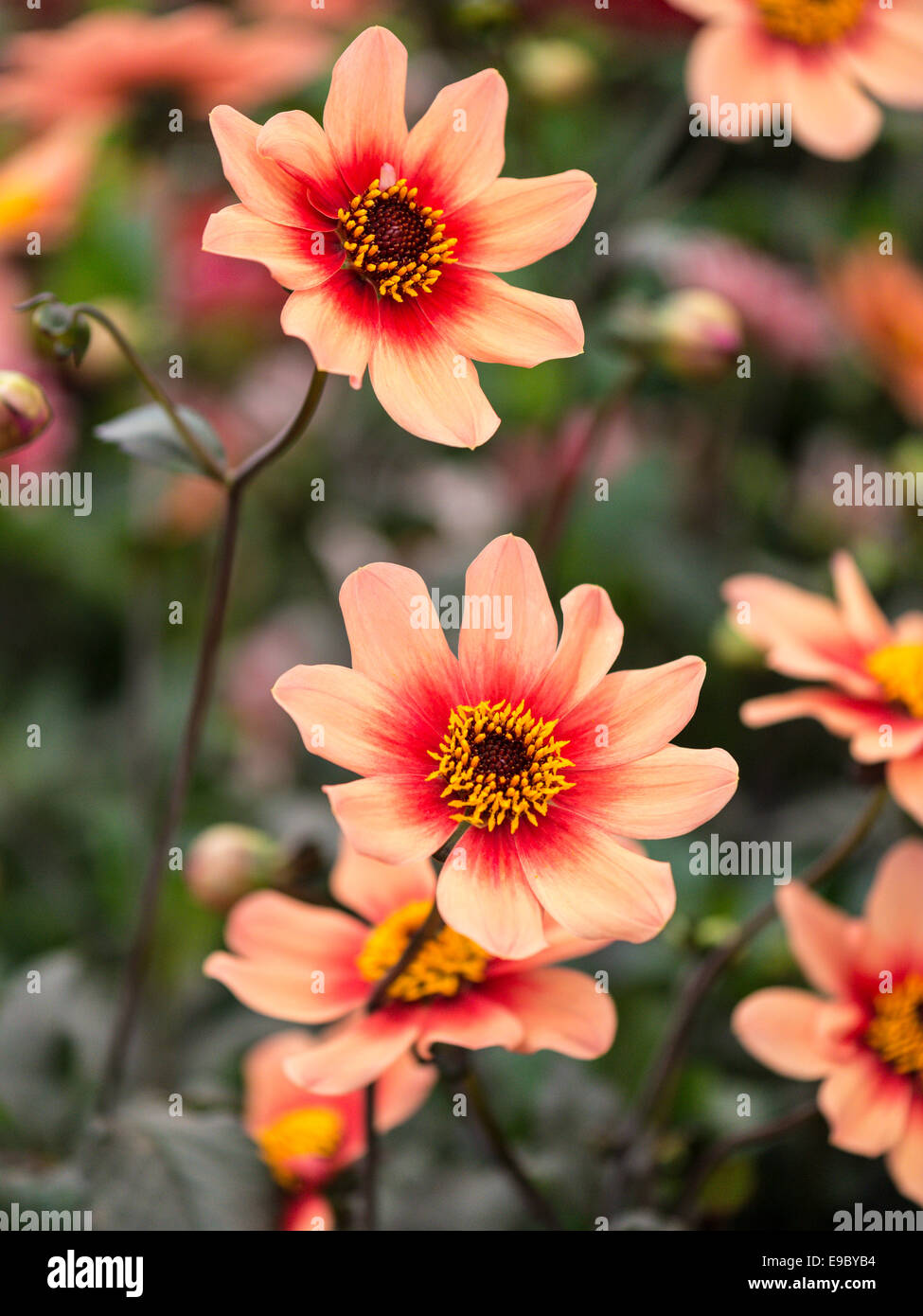 Stunning Dahlia with light orange outer and dark orange inner petal ring with yellow pollen filled stamen centre. Stock Photo