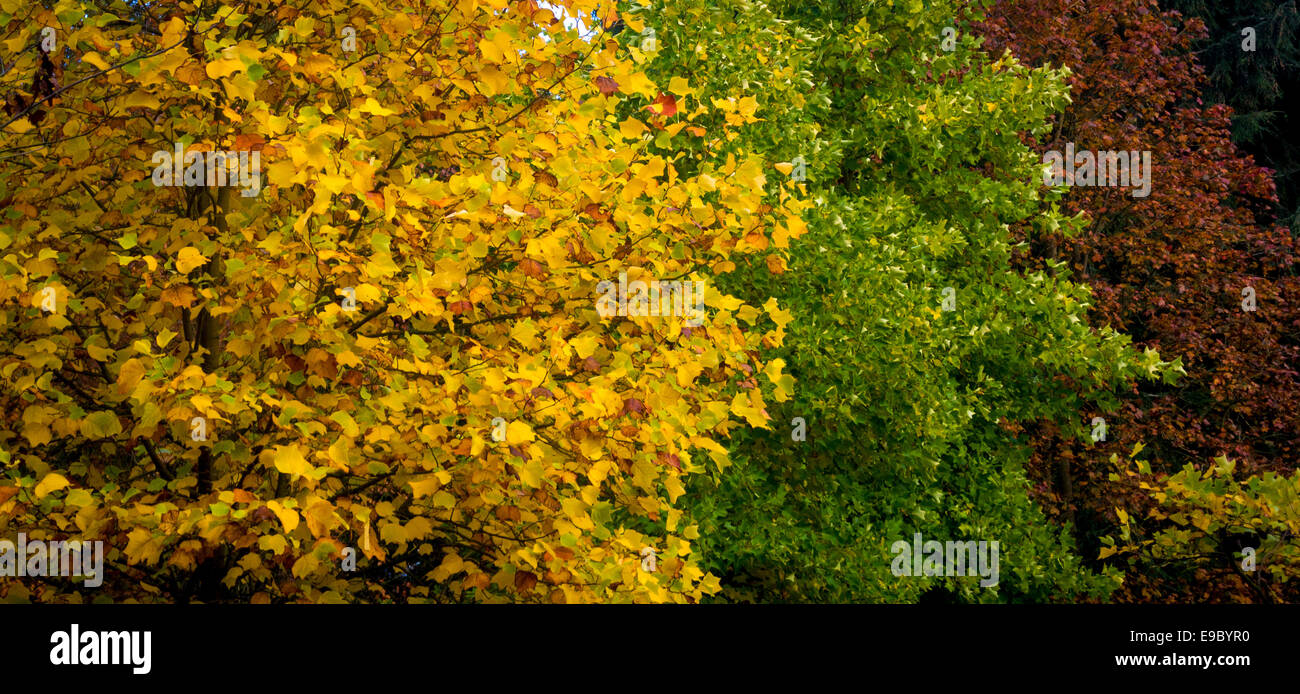 Trees in Autumn. Stock Photo