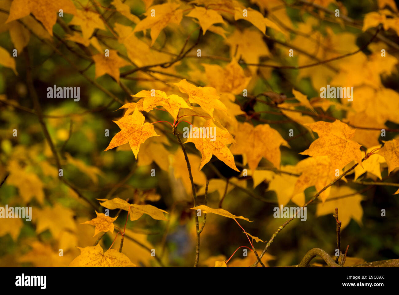 Golden leaves of a Maple tree. Stock Photo
