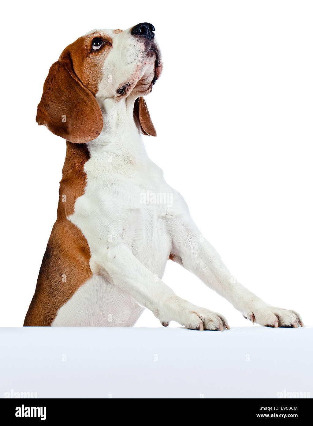 cute beagle isolated on a white background Stock Photo - Alamy