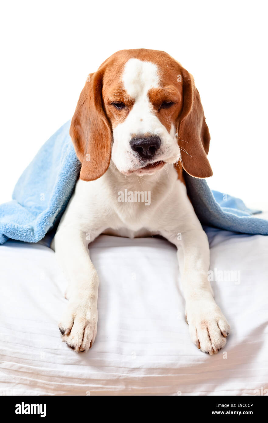 Very much sick dog , isolated on white background Stock Photo - Alamy