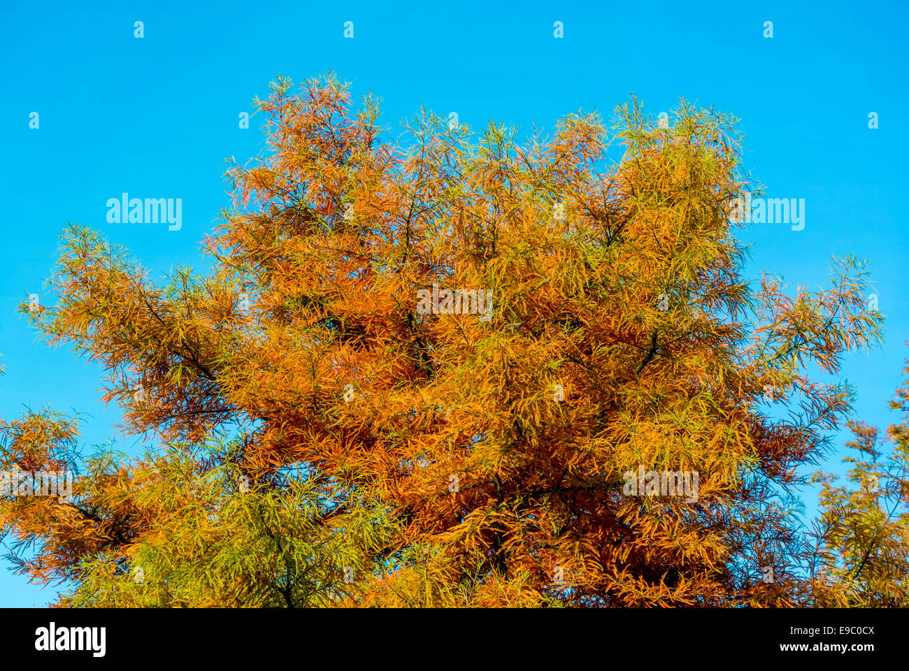 Golden leaved tree in Autumn. Stock Photo