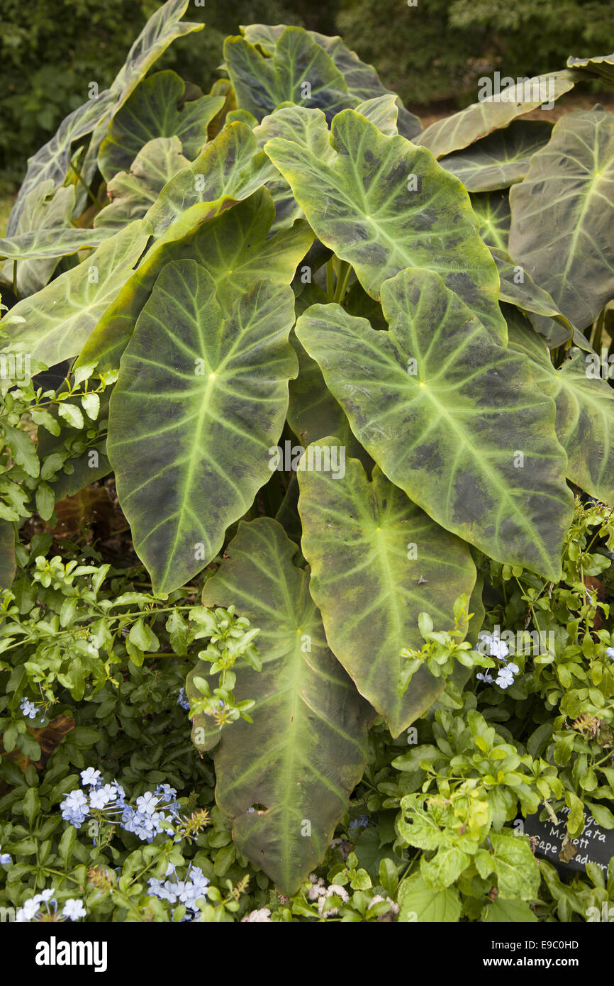Alocasia, common name, Elephant Plant of which thee are 79 varieties