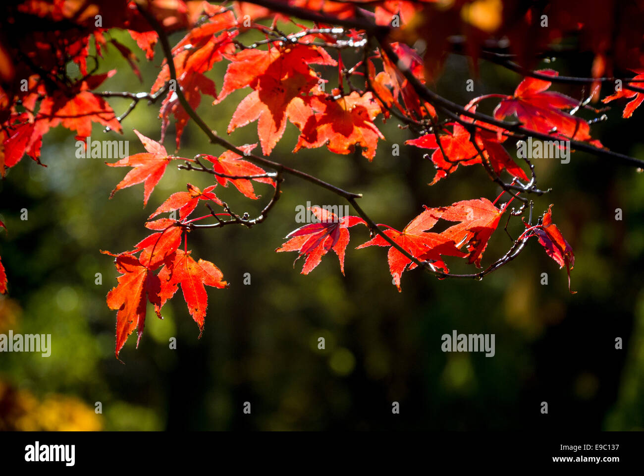 Backlit leaves of the Japanese Maple tree. Stock Photo