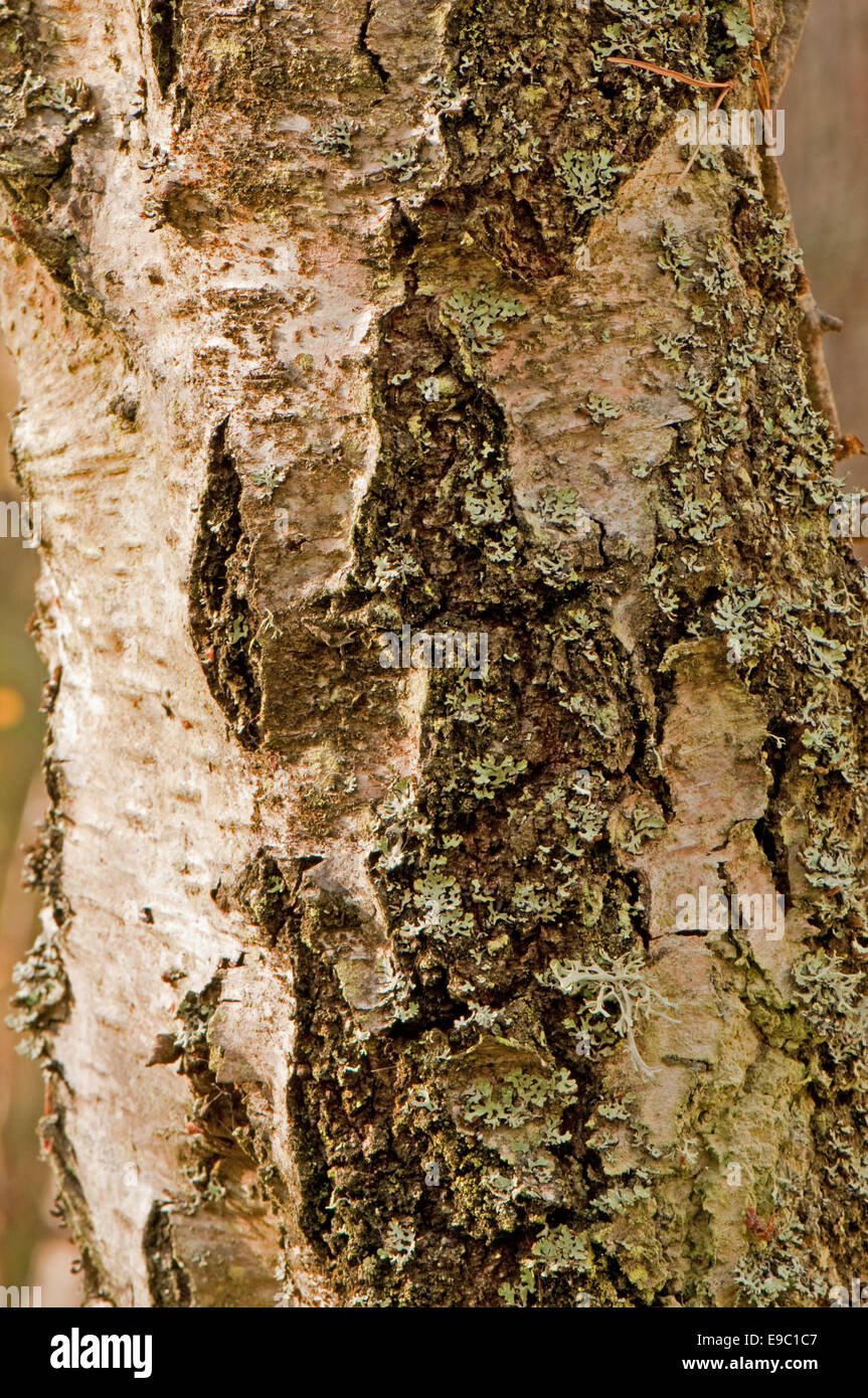 Sliver Birch Tree Bark Stock Photo