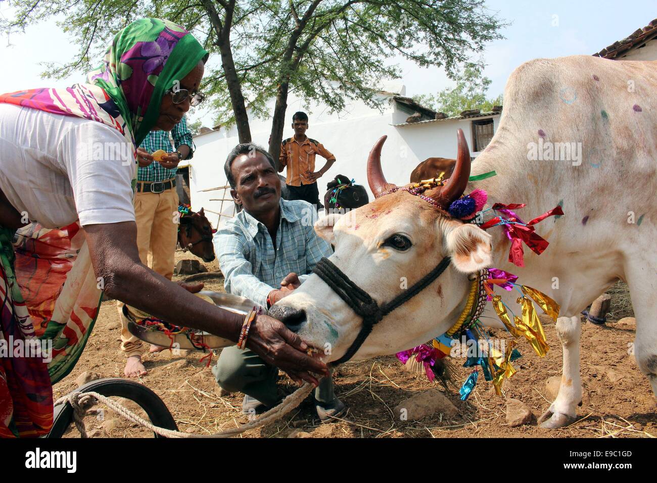 Bhopal, India. 24th Oct, 2014. A Hindu village woman offers food to a decorated cow as part of a ritual during the Govardhan Puja festival in Bhopal, India, Oct. 24, 2014. Hindus believe that Lord Krishna lifted the Govardhan mountain on this day to save the villagers from excessive rains. Credit:  Stringer/Xinhua/Alamy Live News Stock Photo
