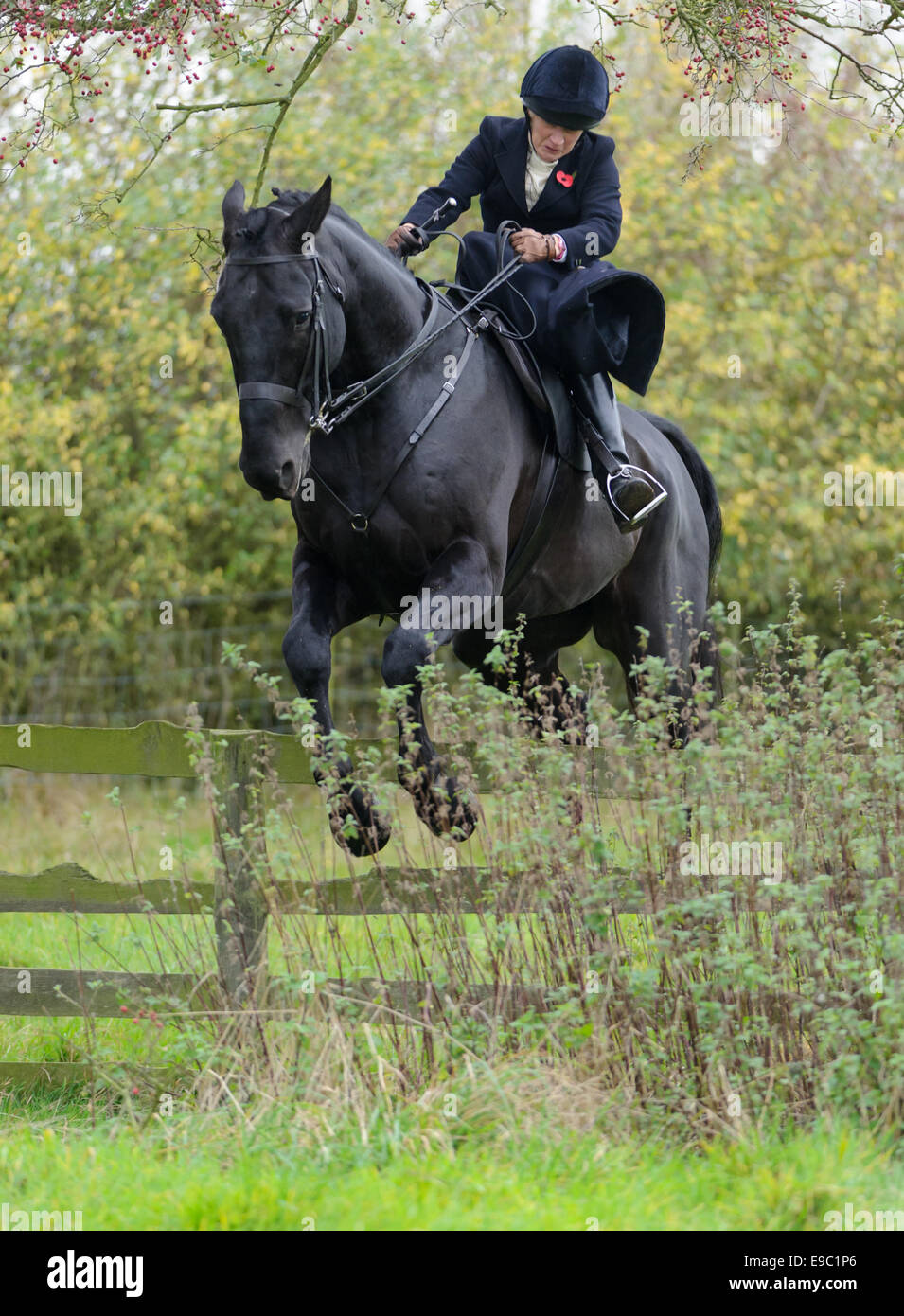 Leicestershire, UK. 24th October, 2014. Side saddle riders travelled from all over the UK and Ireland for the start of the fox hunting season - Quorn Hunt Opening Meet at The Kennels. Credit:  Nico Morgan/Alamy Live News Stock Photo